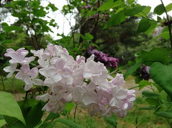 Close-up of pink flowers