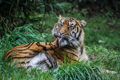 Tiger in a field