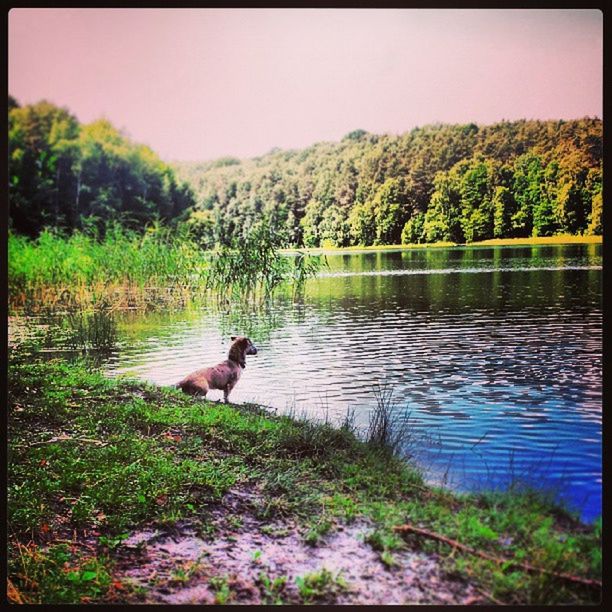 water, animal themes, tree, tranquil scene, one animal, lake, tranquility, scenics, transfer print, domestic animals, nature, beauty in nature, dog, clear sky, auto post production filter, river, reflection, pets, grass, forest