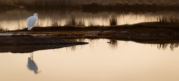 reflection