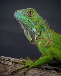 Close-up of iguana