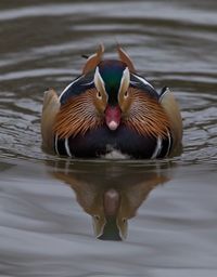 Close-up of duck swimming in lake