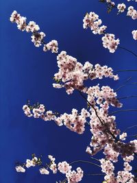 Low angle view of cherry blossoms against sky