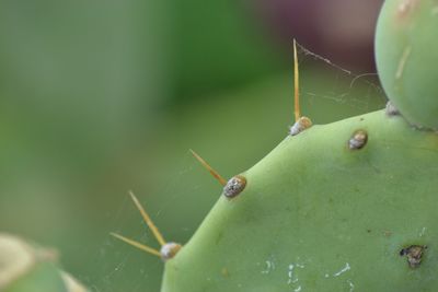 Close-up of insect on plant