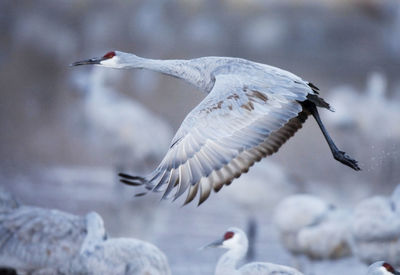 Close-up of a bird flying