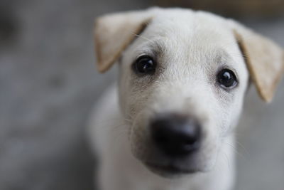 Close-up portrait of dog