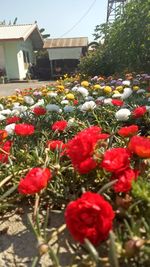 Red flowering plants outside house in yard