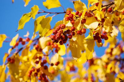 Low angle view of fruits growing on tree against sky