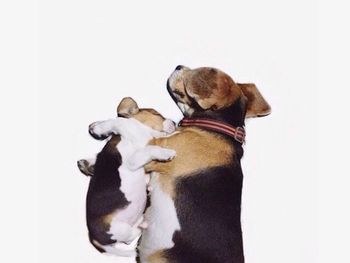 Close-up of young woman