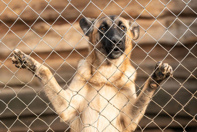 Close-up of dog seen through chainlink fence