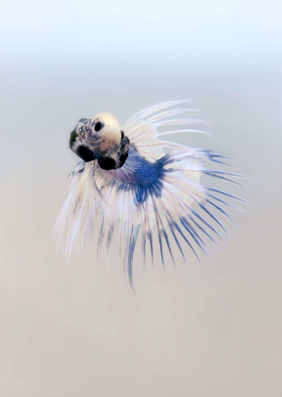 CLOSE-UP OF BIRD FLYING