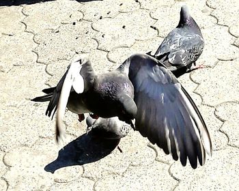 Close-up of pigeon