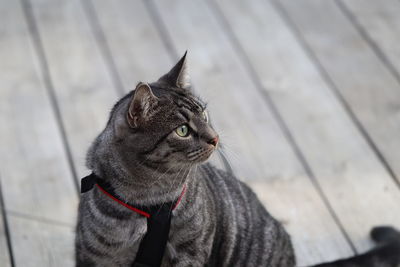 High angle view of cat looking away