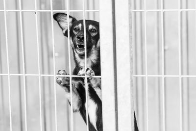 Portrait of dog in cage