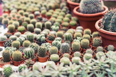 Close-up of cactus plants