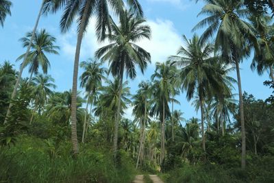 Palm trees in forest against sky