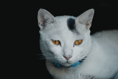 Close-up portrait of cat