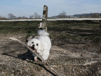 Dog on a field