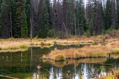 View of pine trees in lake