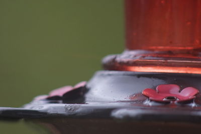 Close up of red leaf