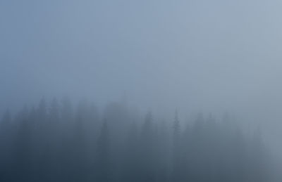 Trees in forest against sky during winter