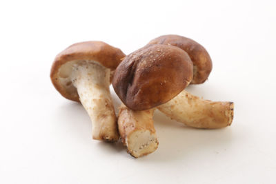 Close-up of bread against white background