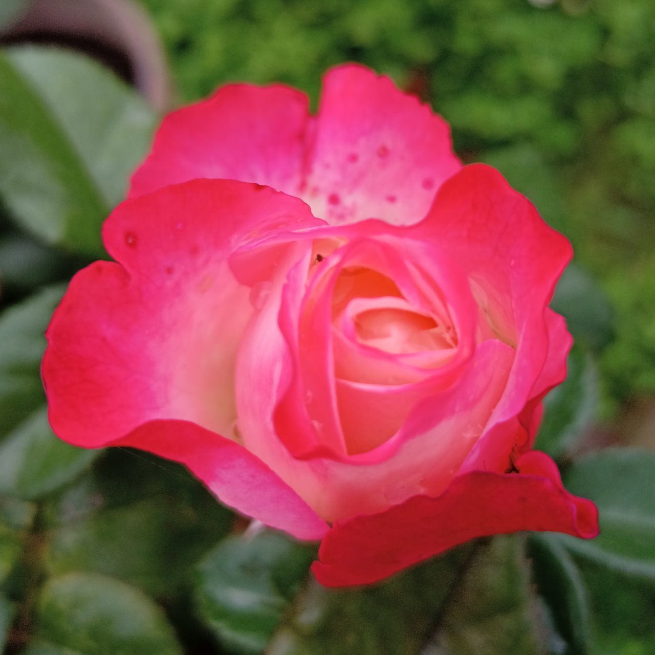 CLOSE-UP OF PINK ROSE WITH RED ROSES