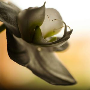 Close-up of flower over white background