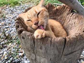 Cat relaxing on wood