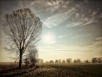 Trees on field against cloudy sky