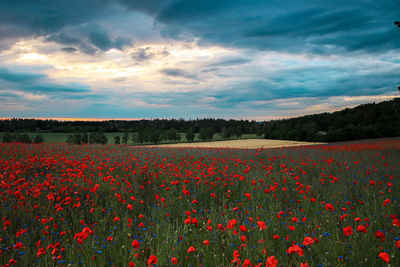 Scenic view of field against sky during sunset