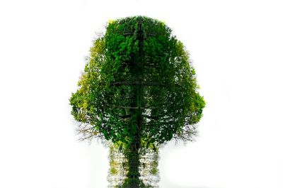 Close-up of tree against white background