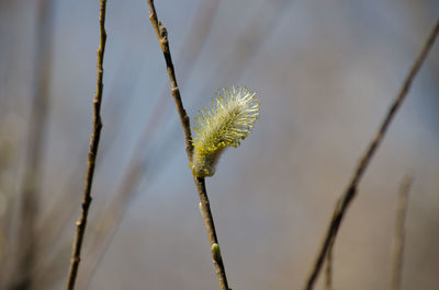 Close-up of plant