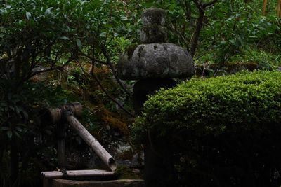 Plants growing on tree trunk