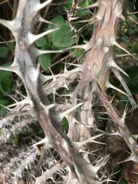 Close-up of tree roots
