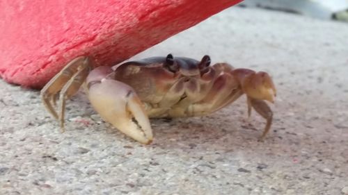 View of birds in the background