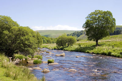 Scenic view of river amidst trees against sky