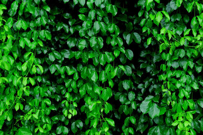 Full frame shot of fresh green plants