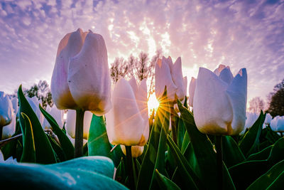 Close-up of fresh purple flowers on field against sky