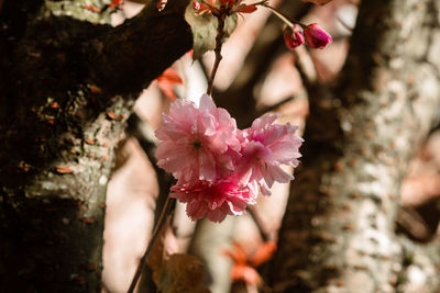 Close-up of hand holding pink flowering plant