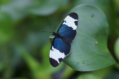 Close-up of butterfly pollinating flower