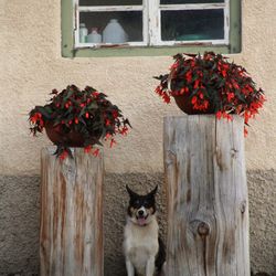 View of a cat against wall