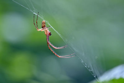 Close-up of spider on web