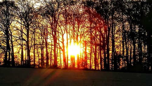 Silhouette trees in forest during sunset