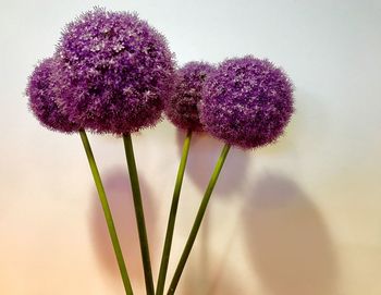 Close-up of purple flower