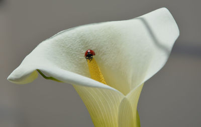 Close-up of flower blooming outdoors