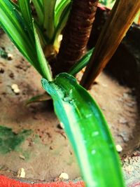 Close-up of insect on plant