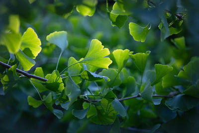 Close-up of plant