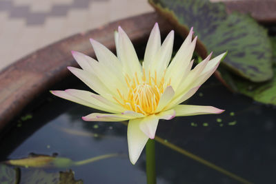 Close-up of lotus water lily in pond