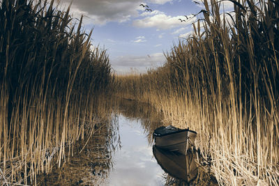 View of reed in lake against cloudy sky